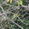 Warbler species – Identification???