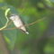 Hummingbird hanging out
