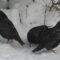 Starlings in Snow