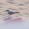 Common Tern – September 2, 2023