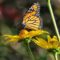 Monarch butterfly at False sunflower plant