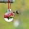 Female Ruby throat hummingbird at feeder