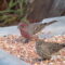 House Finches
