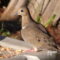 Female Mourning Dove Missing Her Tail!