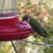 Young male hummingbird stopping to refuel on his migration