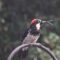 Acorn Woodpecker with elongated bill