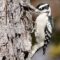 Downy Woodpeckers are very versatile