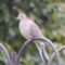 Another morning with the Mourning Doves