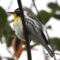 Yellow-throated warbler – Rachel’s backyard