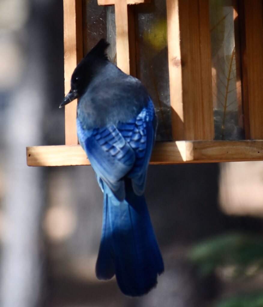 Steller's Jay Identification, All About Birds, Cornell Lab of Ornithology