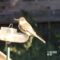 Eastern Phoebe eating mealworms at my feeder!