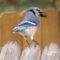 Blue Jay with pecan