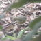 Immature Orange-crowned Warbler