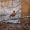 American Robin and pond
