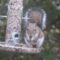Lily the Squirrel attacks the tube feeder