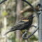 Male Red-winged blackbird is deciding what he should eat