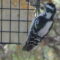Female Downy Woodpecker on suet feeder