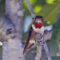 Bearded Allen’s/Rufous Hummingbird