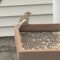 Leucistic house sparrow