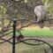 Broad winged hawk seen 11/1/2023 at 10:15 am