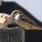 Seedy Sparrows