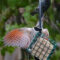 Flicker Starling and Downy woodpecker 3 of my regulars