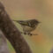 Ryb-crowned Kinglet watches feeders