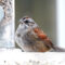 Swamp Sparrow at feeders in NW Minnesota