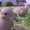 Mourning Dove Yard Party