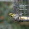 Female Townsend’s Warbler At Suet Feeder