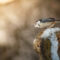 White-Breasted Nuthatch During Sunrise