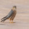 Merlin (Prairie) Falcon