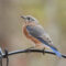 Eastern Bluebird