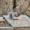 Grey squirrel enjoying a few seeds