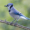 Blue Jay