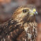 Young Red-shouldered Hawk