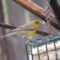 Immature male Pine Warbler missing an eye