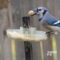 Blue Jay Enjoying a Peanut