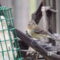 Female Yellow-rumped Warbler enjoying her dinner