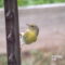 Mrs. Pine Warbler Deciding What She Wants To Eat