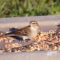 Chipping Sparrows