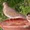Mourning Dove and House Sparrow sharing the bird bath