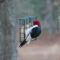 Hungry  Red-headed Woodpecker