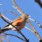American Robin with growths on legs
