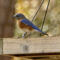Banded Male Bluebird at Tray Feeder
