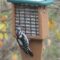 A Downy Woodpecker on our Suet Tail Prop Feeder