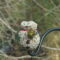 American Goldfinch eating Buttons the Snowman
