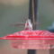 Selasphorus hummingbirds seen Nov – Dec 2023 in my yard