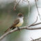 Out of Range Visiting Ash-throated Flycatcher