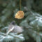Dark-eyed Junco with Peanut Butter Cone,  and at a snow covered feeder